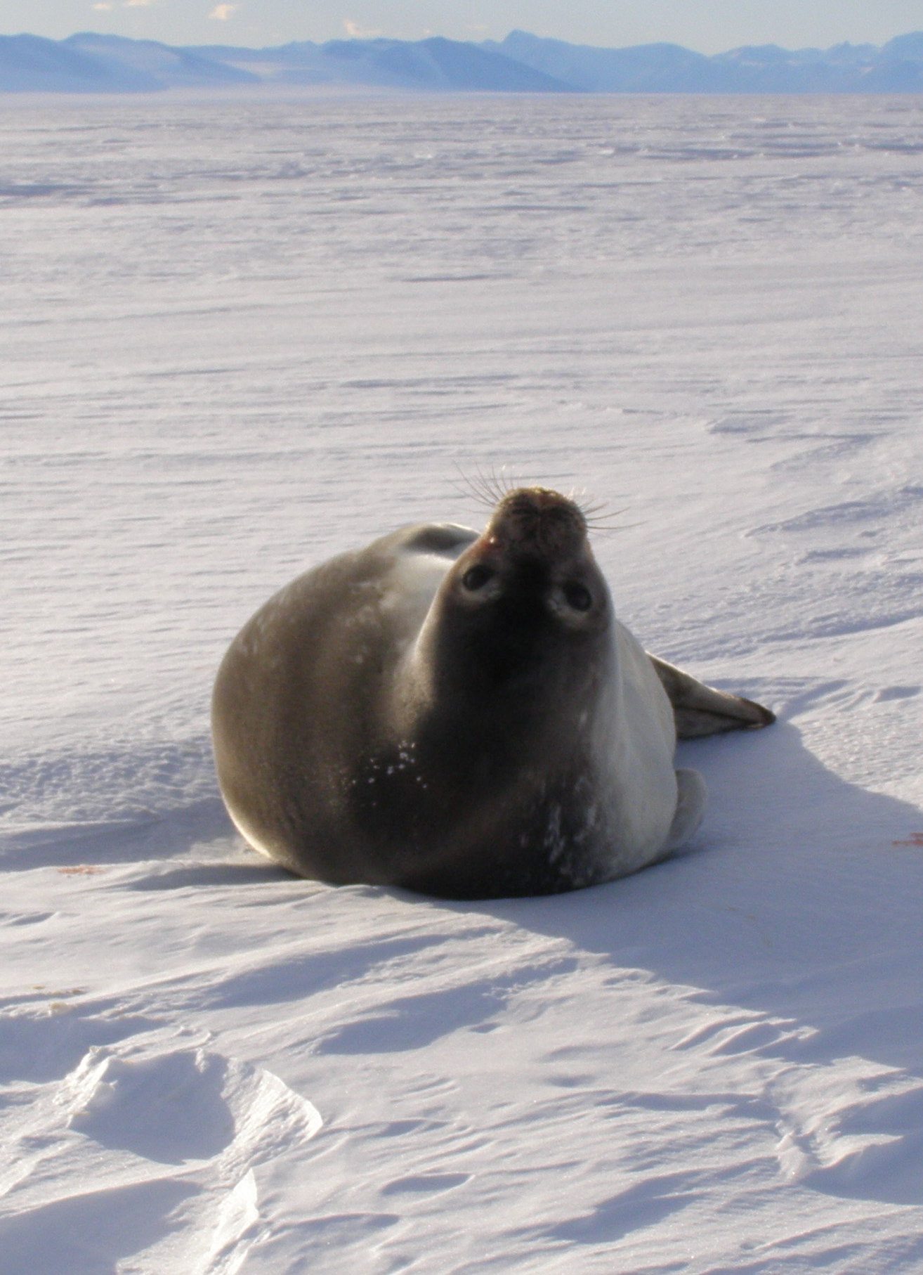 Weddell seals on the ice are a good indicator for nearby ice cracks