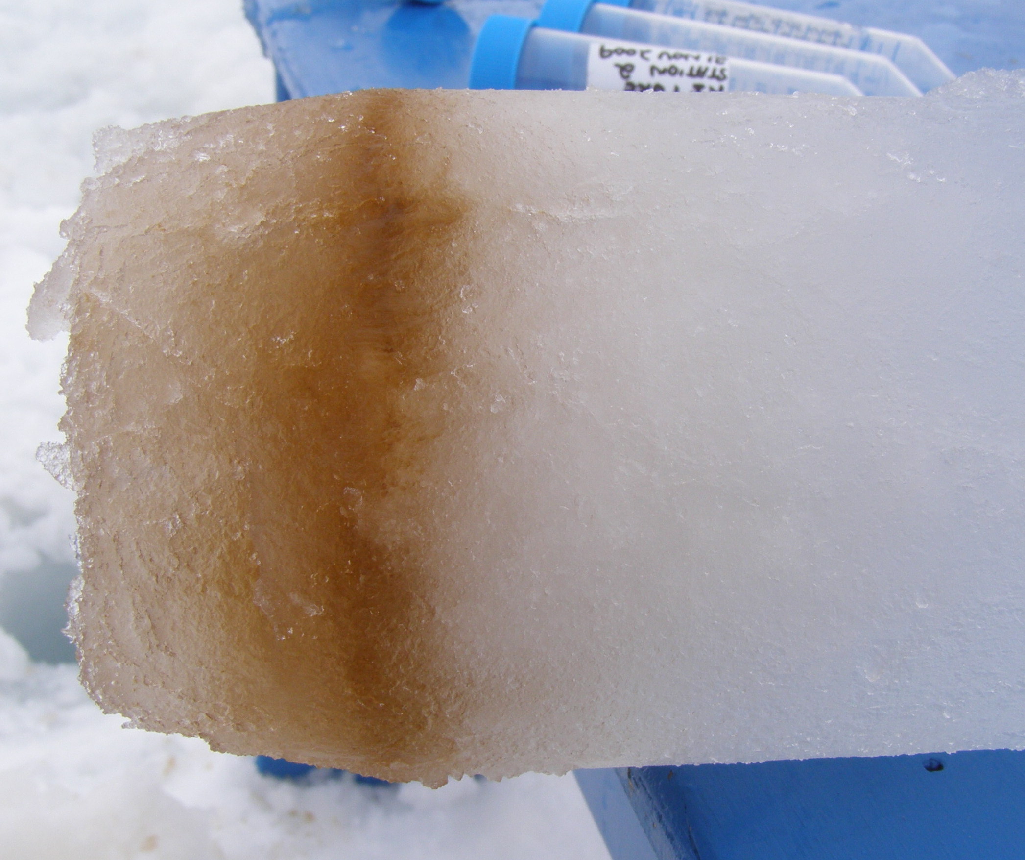 An ice core showing the diatoms growing on the bottom of the sea ice