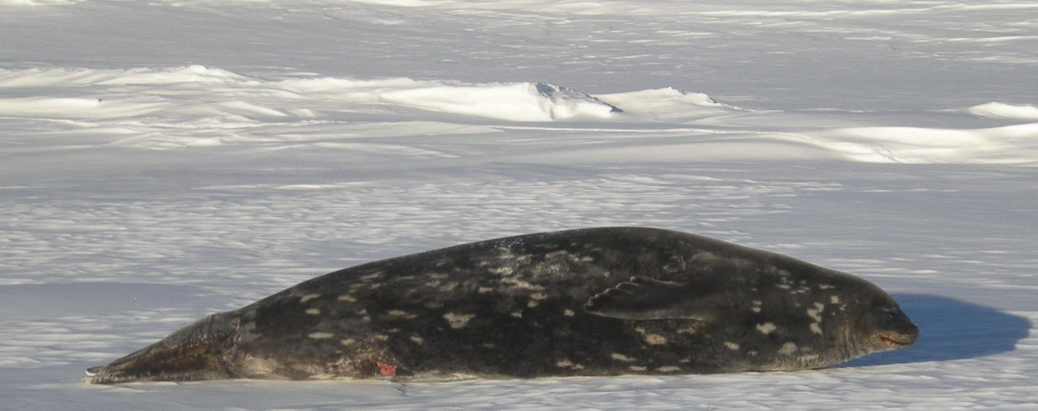 Weddell Seal sunning on the ice