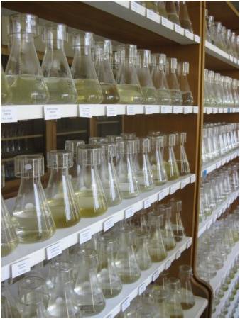 The Plymouth Culture Collection of Marine Algae.