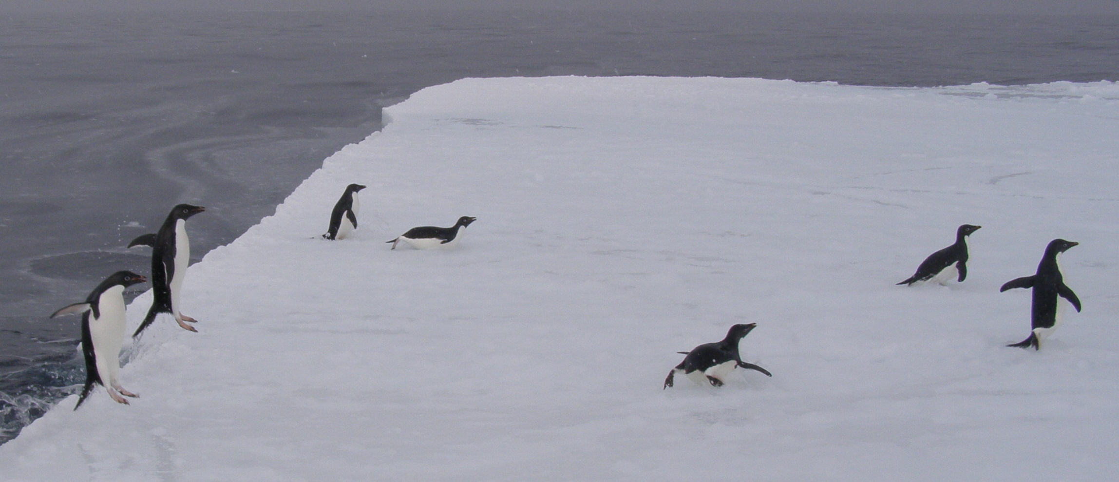 Adelie penguins pop onto the ice and join the science