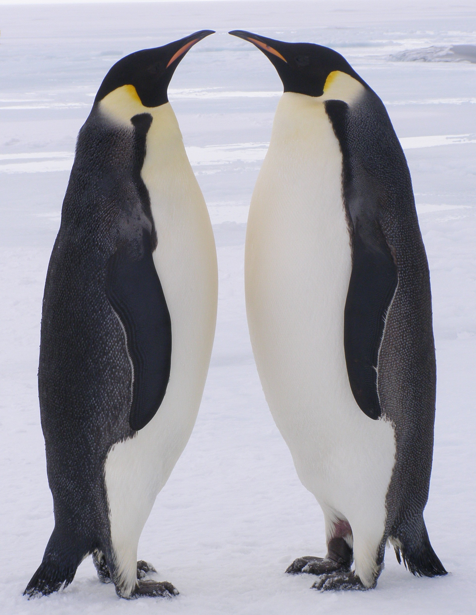 Pair of courting emperor penguins