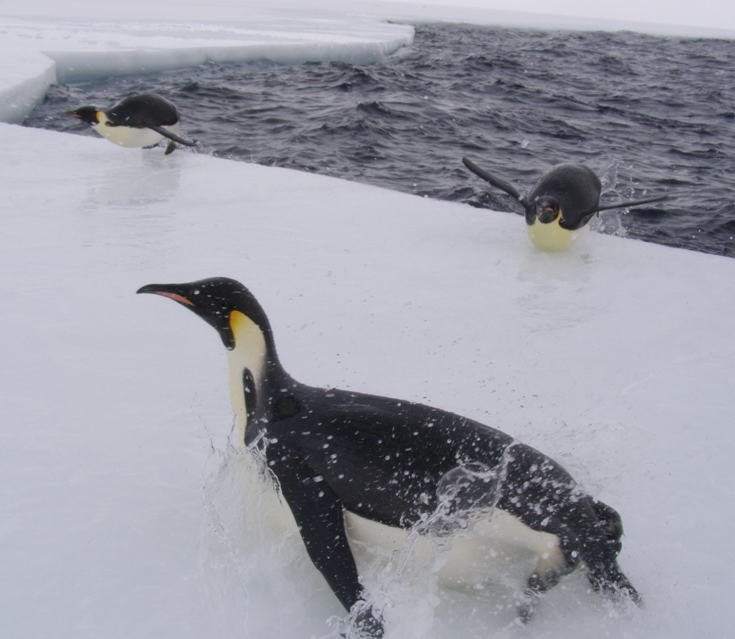 Emperor penguins pop over the ice edge and toboggan wildly across the slick ice