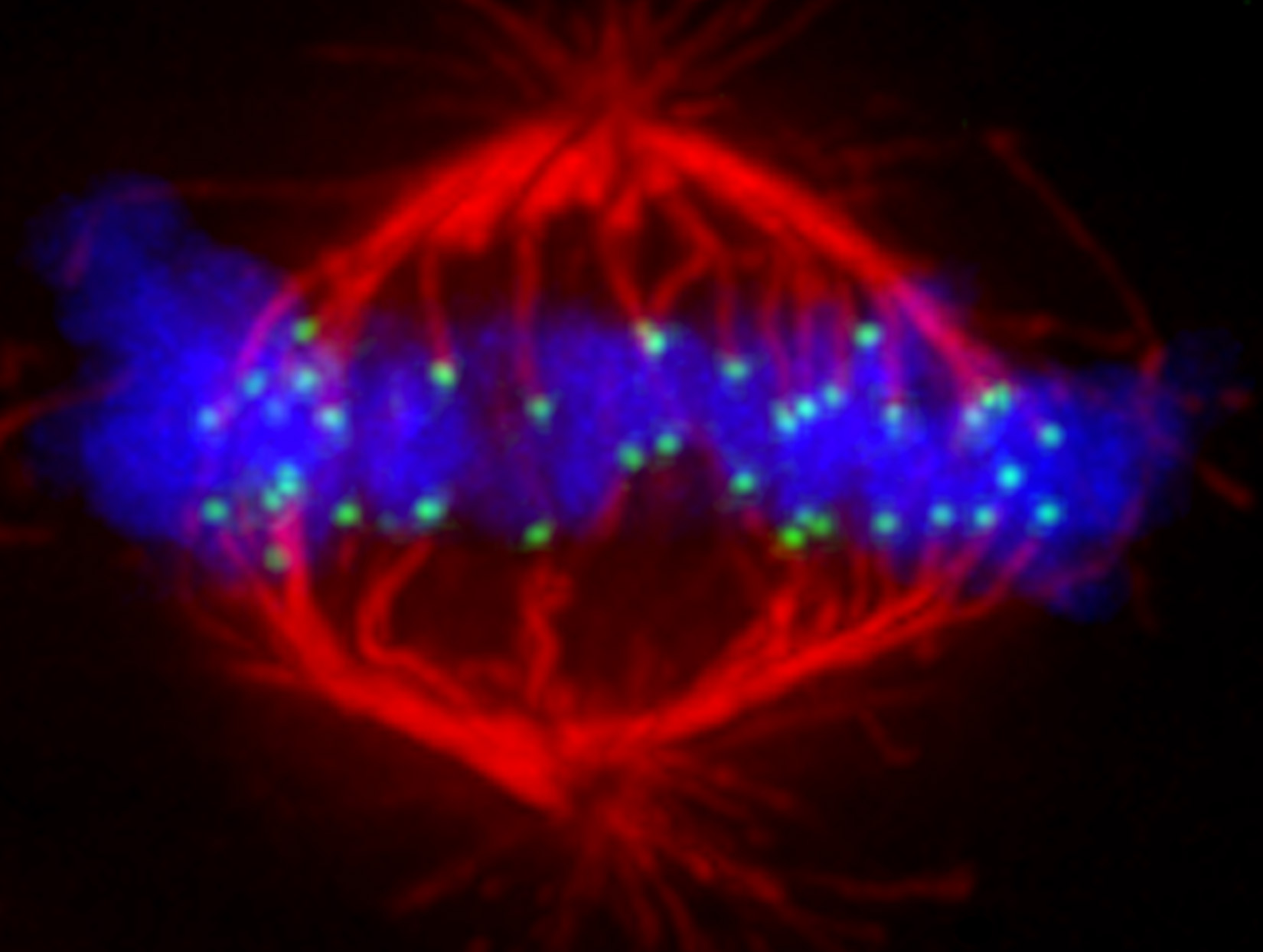 Centromere connections: A human cell undergoing cell division where the goal is to align duplicated chromosomes (blue) and deliver a perfect set to the two new “daughter cells.” The chromosomes are attached to cables, called microtubules (red). The attachment site is the centromere (green). HACs are inherited alongside the natural set of chromosomes in dividing human cells.
