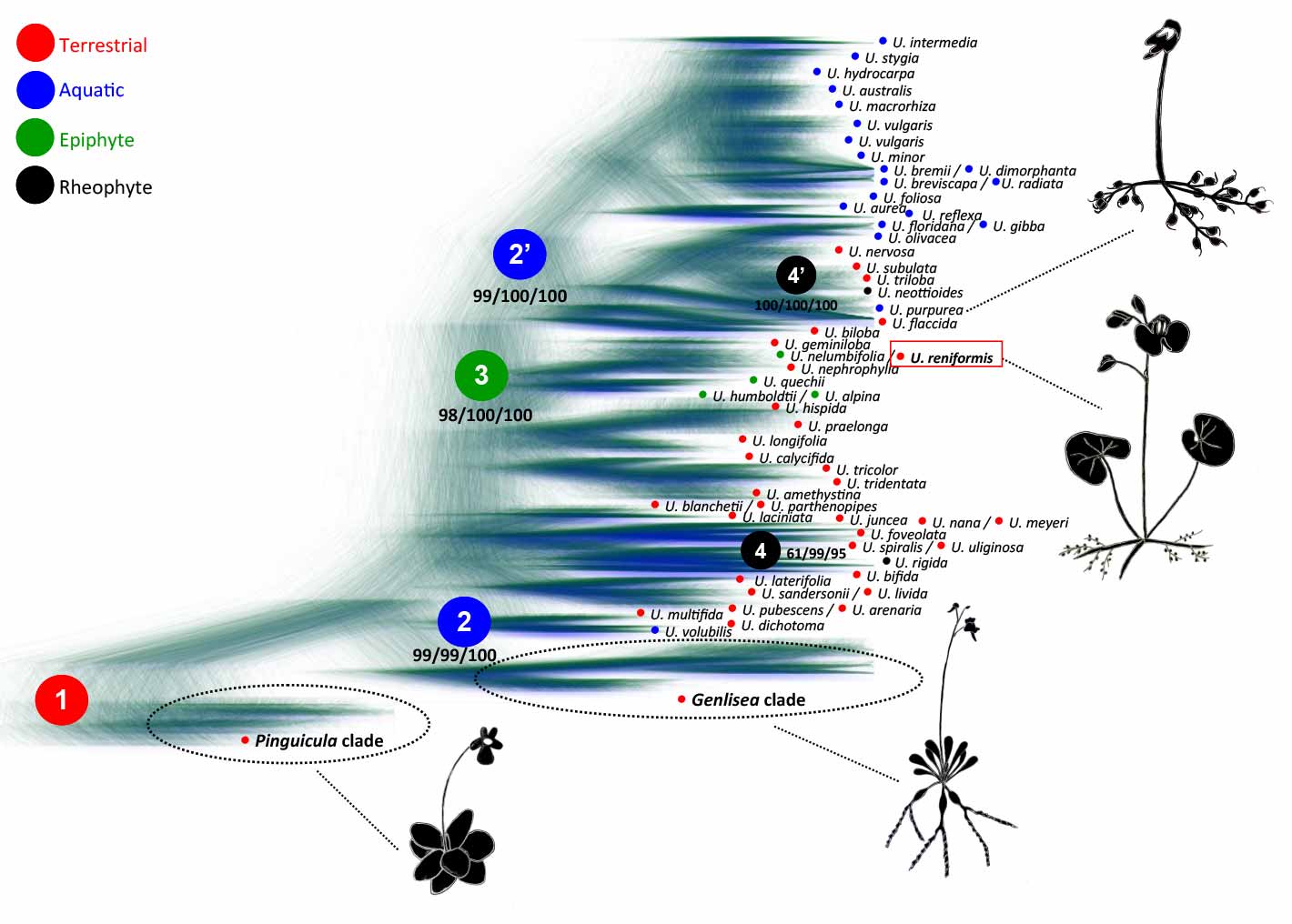 Cloudgram (Bayesian inference) of Lentibulariaceae